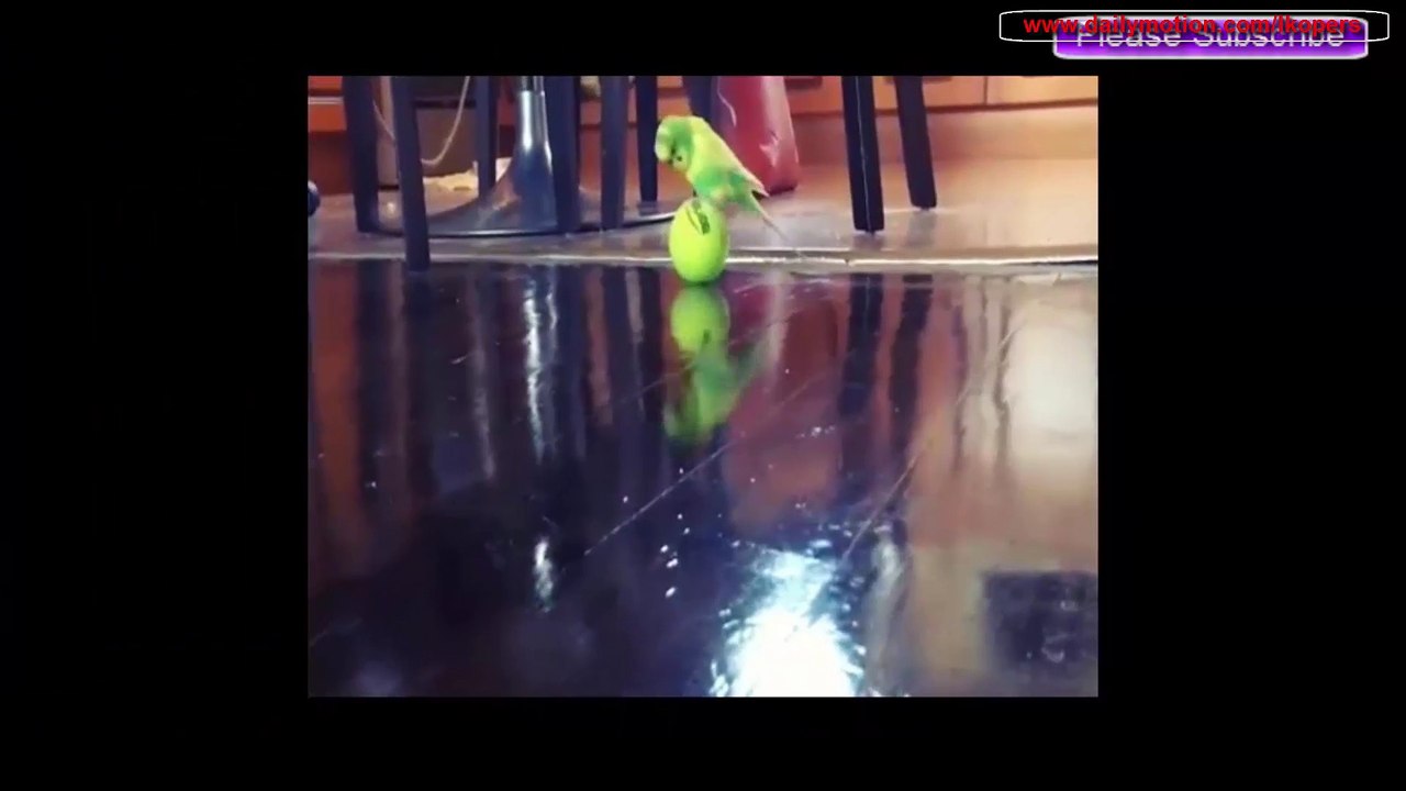 Very Funny Animal Compilation NEW Part 4