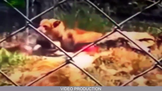 ataque del animal situaciones peligrosas mientras está de pie cerca de los animales, animales ataca (1)