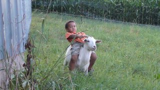 Baby Goat Riding Video || Stunning Video || Must Watch