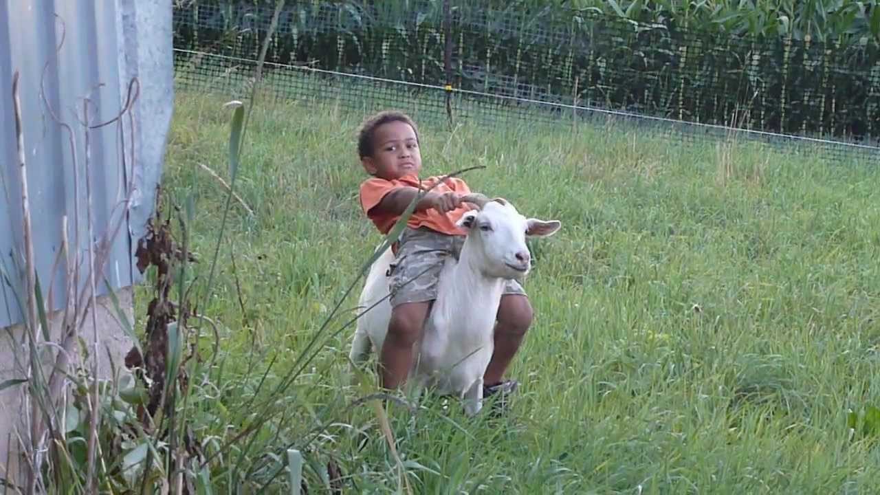 Baby Goat Riding Video || Stunning Video || Must Watch