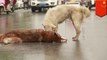 Anjing setia mencoba menolong temannya yang tertabrak mobil - Tomonews