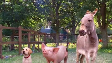 Big Barn Farm - S2E08. Gobo Gets Hiccups