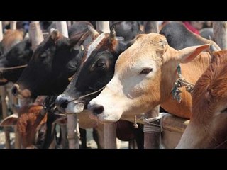 Tải video: Bombay HC lifts ban on beef consumption in Maharashtra | Oneindia News