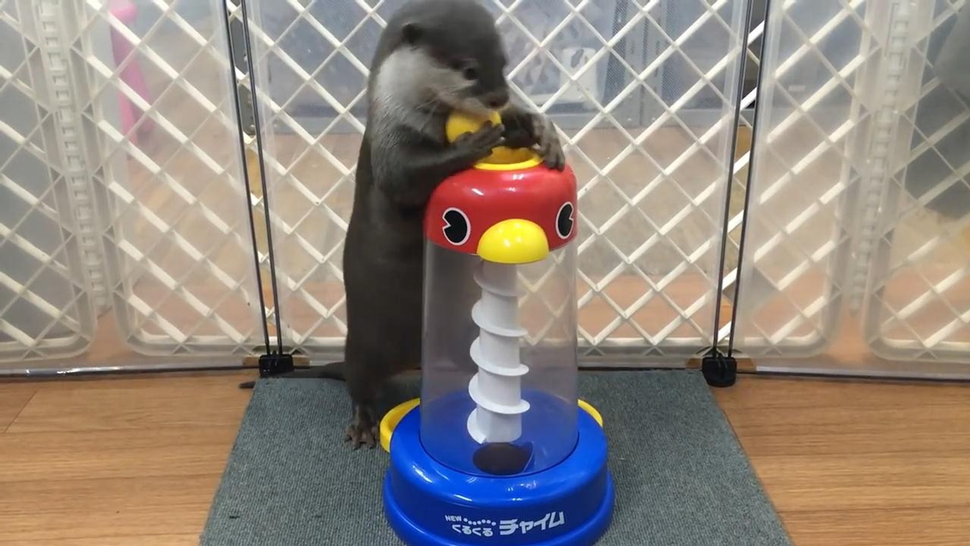 Otter play with educational toys