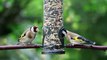 Goldfinches feeding Full HD released by NCV