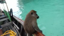 Drunk Thai Monkey