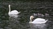 Beautiful white swans in water with their babies Full HD released by NCV