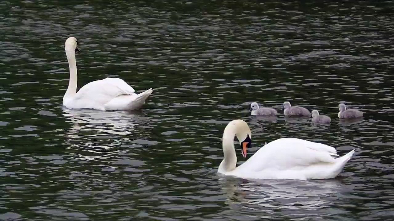 Beautiful white swans in water with their babies Full HD released by NCV