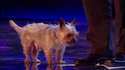 Ant runs scared as Max the dog returns to the BGT stage! | Britain’s Got More Talent 2017