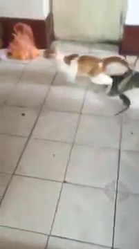 Le monde à l'envers : c'est la souris qui poursuit le chat!