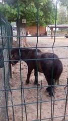 Parcul Nicolae Romanescu, Craiova, România