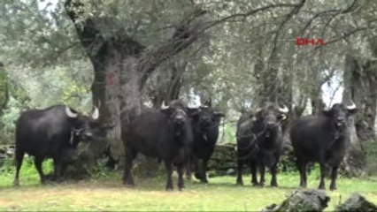 Aydın Pideye Lezzet Katan Kaymak Için Birlik Çalışması