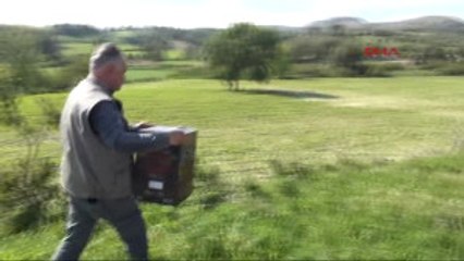 Osmaniye Tedavileri Tamamlanan Yaban Kuşları Doğaya Bırakıldı