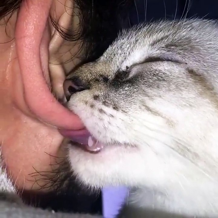 Ce chat adorable tette l'oreille de son maitre.. Trop chou