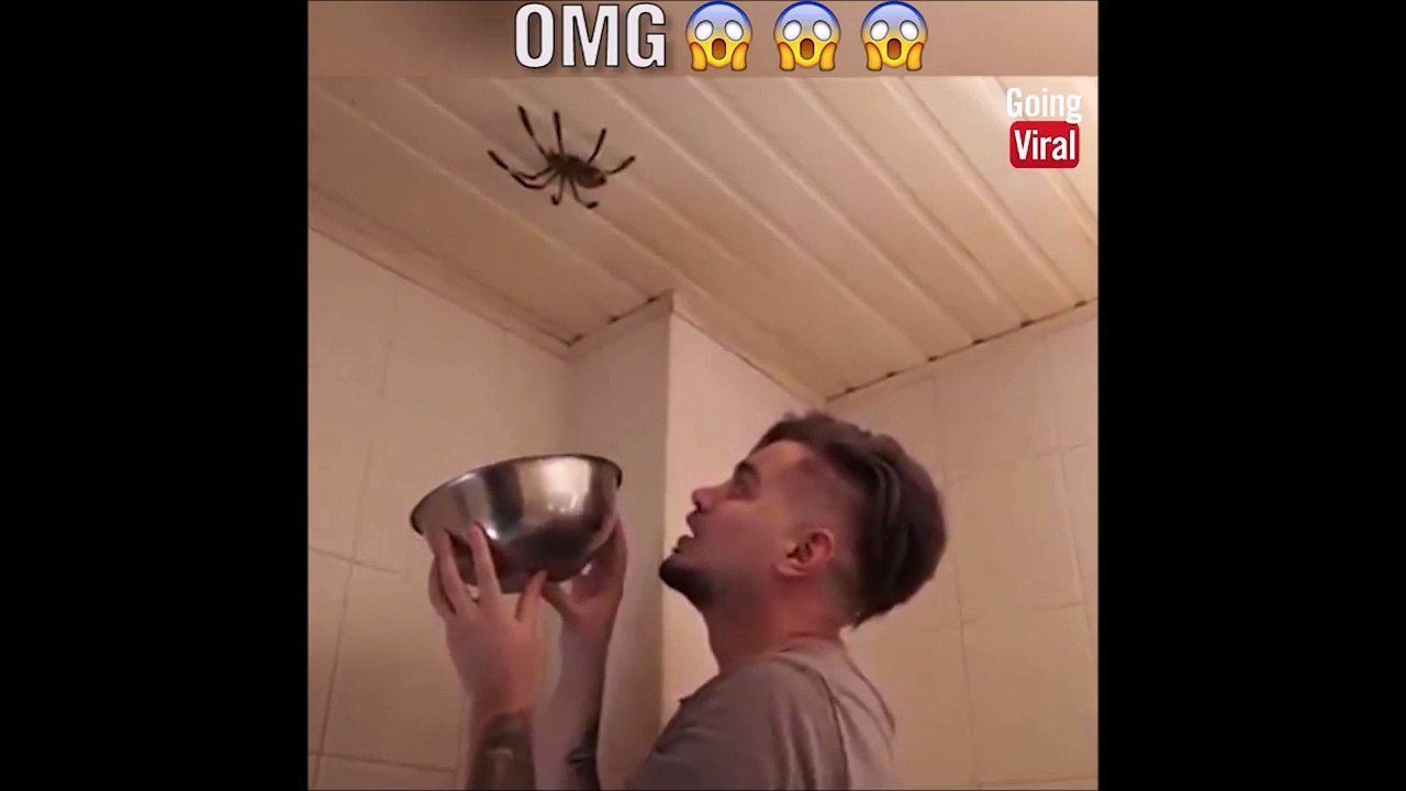 Attend je vais l'attraper cette araignée... Meme pas peur!
