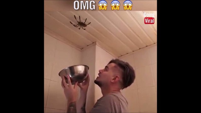 Attend je vais l'attraper cette araignée... Meme pas peur!