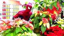 Spiderman vs Pink Spidergirl in Real Life! Spider-man Dates Spidergirl! Fun Superhero Movie