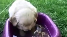 funny animals