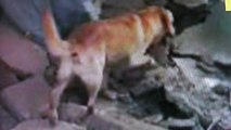 英雄犬「ダイコ」やすらかに：南米エクアドルの大地震で７人もの人�