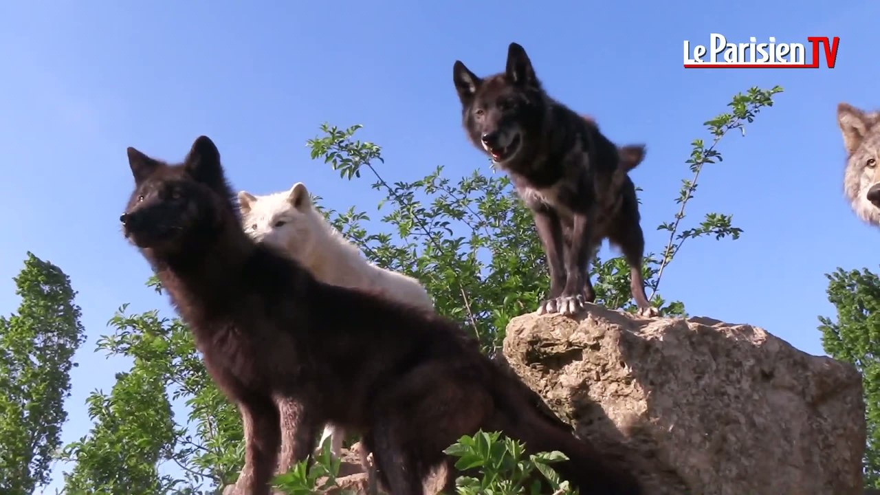 Pierre Cadéac, dresseur d'animaux pour le cinéma