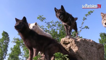 Pierre Cadéac, dresseur d'animaux pour le cinéma