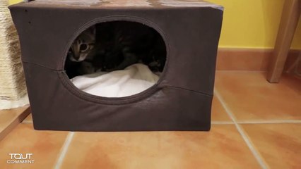 Fabriquer une maison pour chat en carton-SyRSqJZFuEg