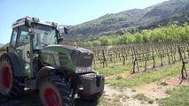 Hautes-Alpes : les vignobles de Tallard également ravagés par la gelée noire