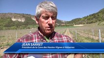 Hautes-Alpes : les vignobles de Valserres également ravagés par la gelée noire