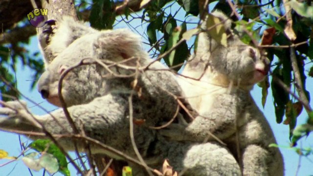 Andy's Secret Hideout - S1E15. Australia