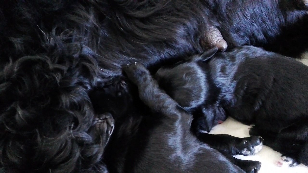 Chiots chien d'eau portugais nés le 18/04/2017