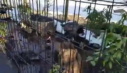 ‪Combined Aviary of Pheasants and Water.