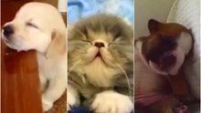 Funny Sleepy Animals - OMG VIDEO