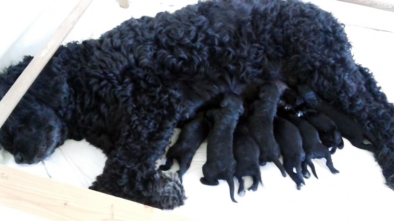 chiots PWD nés le 18 avril 2018