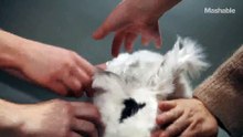 100 years of bunny beauty: Playboy’s got nothing on these heart-thumps