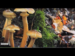 Champignons