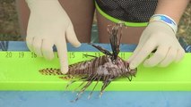 Acuario de Miami busca erradicar la población de pez león en aguas de Florida