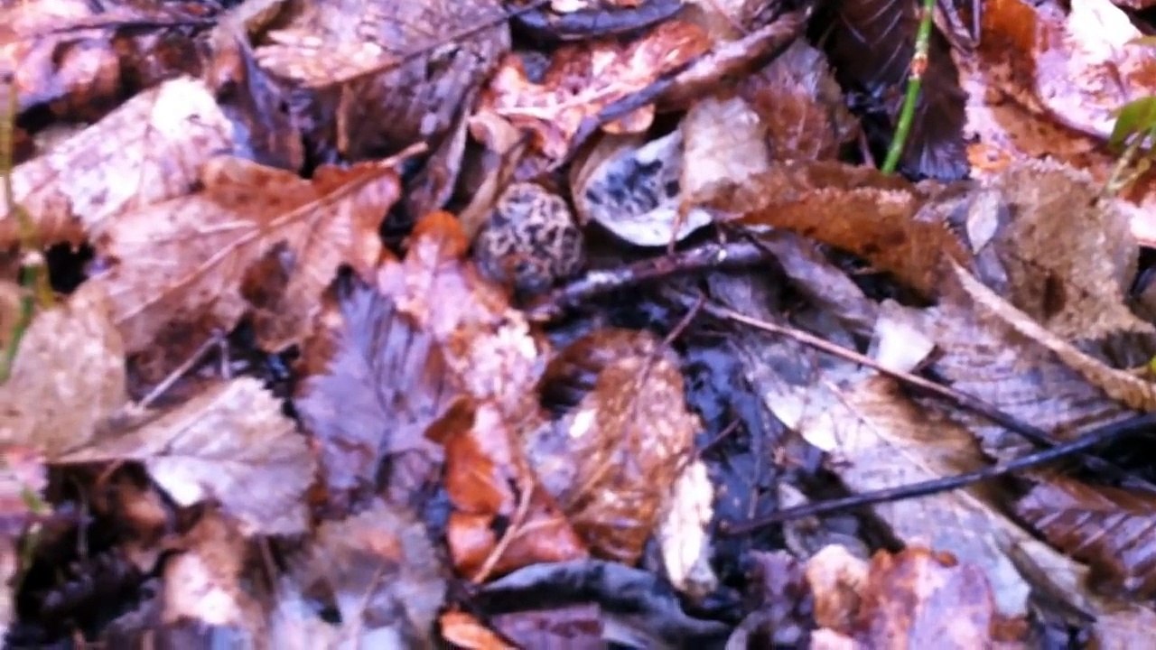 A la recherche de la Morille - Episode 1