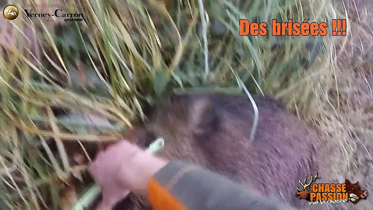 Chasse au sanglier - Une grosse traque !