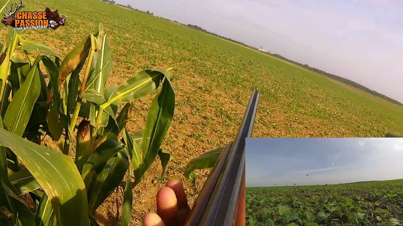 Une journée bleue de pigeons ! Nombreux tirs