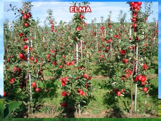 Elma Bitkisini Tanıyalım & Elmanın Sağlığa Faydaları