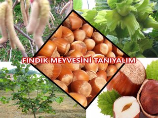Fındık Bitkisini Tanıyalım & Fındığın Sağlığa Faydaları