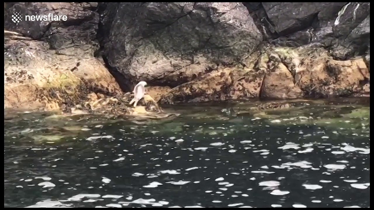 Seal pup does front flip off rock