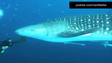 Εντυπωσιακό!Τεράστιοι λευκοί καρχαρίες στην κάμερα σε μεγάλα βάθη!Επιβεβαιώνουν ότι υπάρχει ο μεγαλόδοντας;