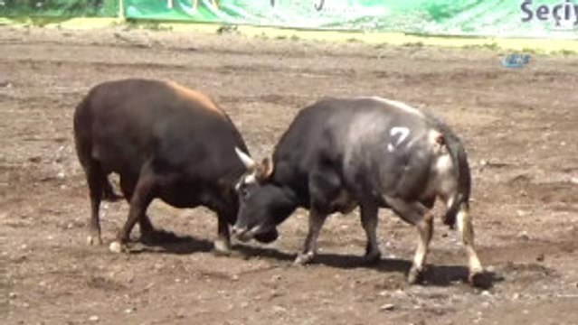Yusufeli'nde Heyecan Dolu Boğa Güreşleri