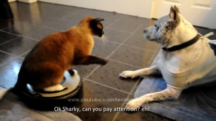 LE MÉNAGE - PAROLE DE CHAT