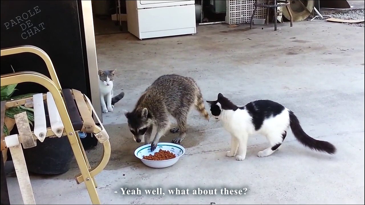 LE VOLEUR DE CROQUETTES - PAROLE DE RATON LAVEUR