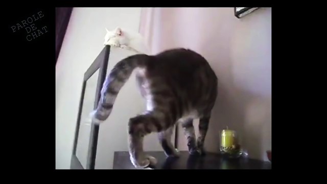 L'EMMERDEUR - PAROLE DE CHAT