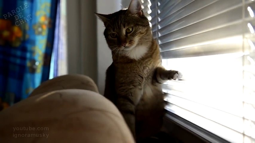 L'ENNUI - PAROLE DE CHAT