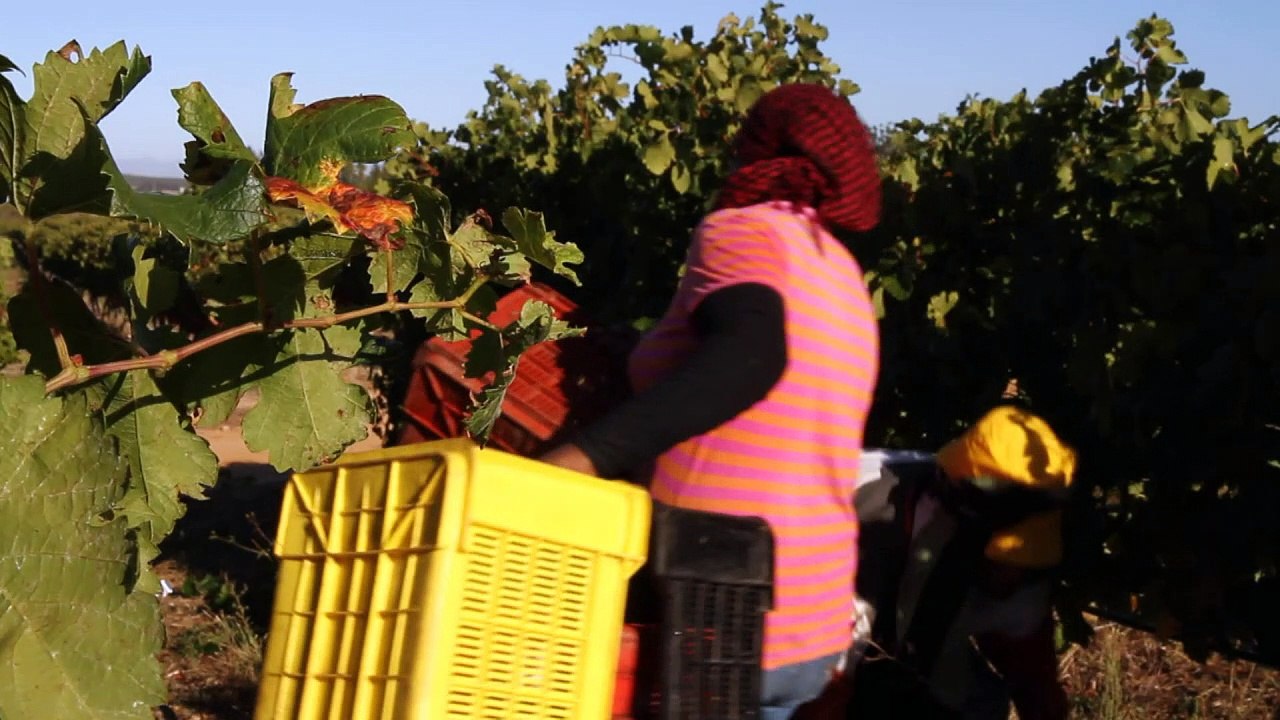 S.Africa winemakers on quest for quality and prestige