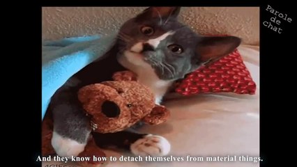 LES CHATS JEDI - PAROLE DE CHAT